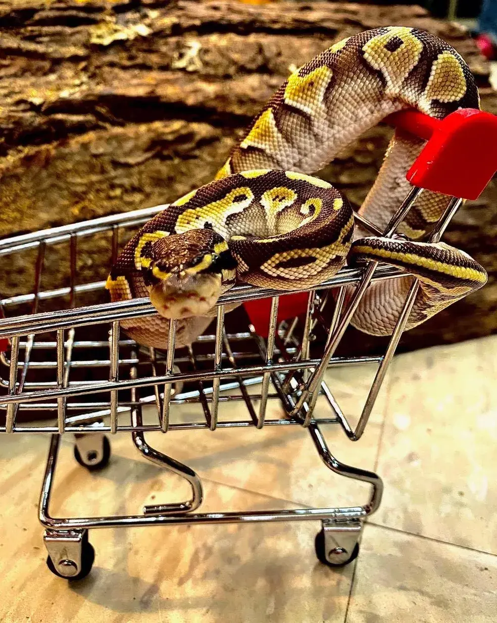 Dubey's Pet World