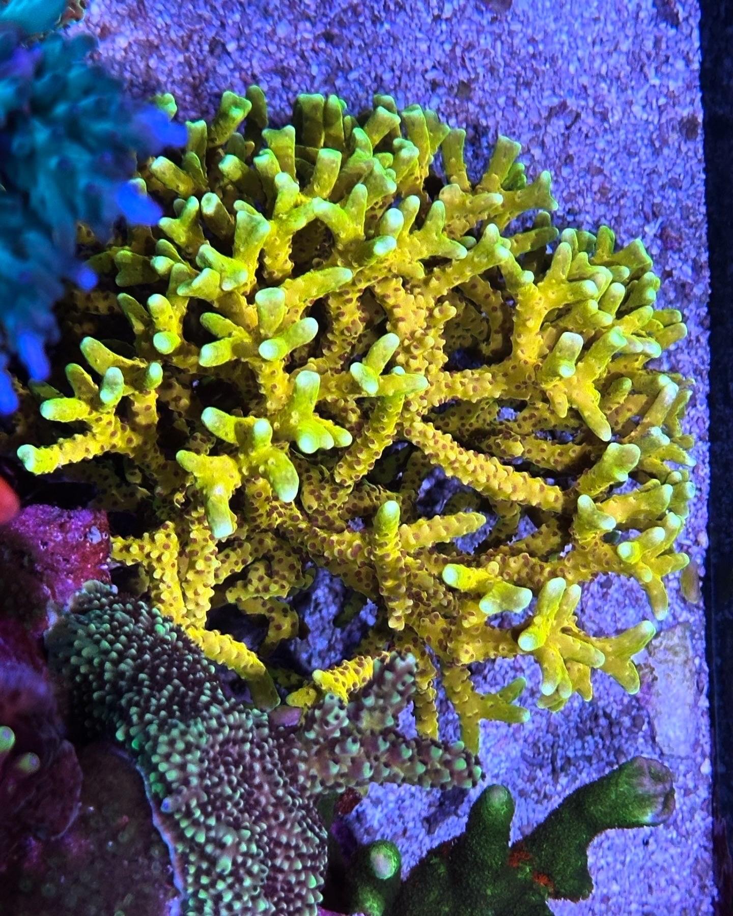 Hard Coral