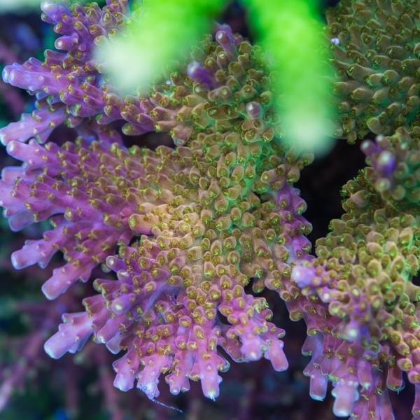 ARC Master Yoda (Frag)