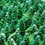 ATL Ultimate Green Tenuis (Frag)