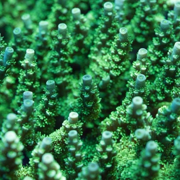 ATL Ultimate Green Tenuis (Frag)