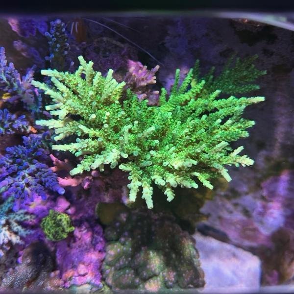 ATL Ultimate Green Tenuis (Frag)