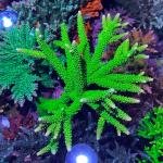 OG Bali Green Slimer (Frag)