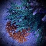 SSC Blue Bottlebrush (Frag)