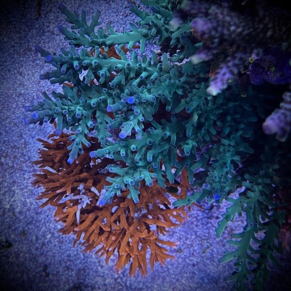 SSC Blue Bottlebrush (Frag)