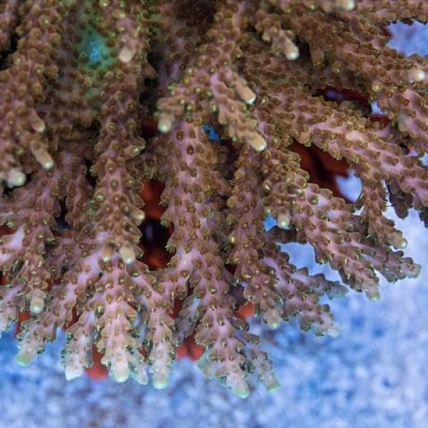 Creamsicle Acro (Frag)