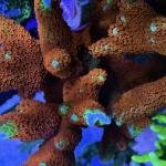 Forest Fire M. Digitata (Frag)