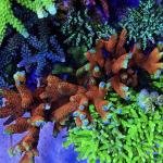 Forest Fire M. Digitata (Frag)