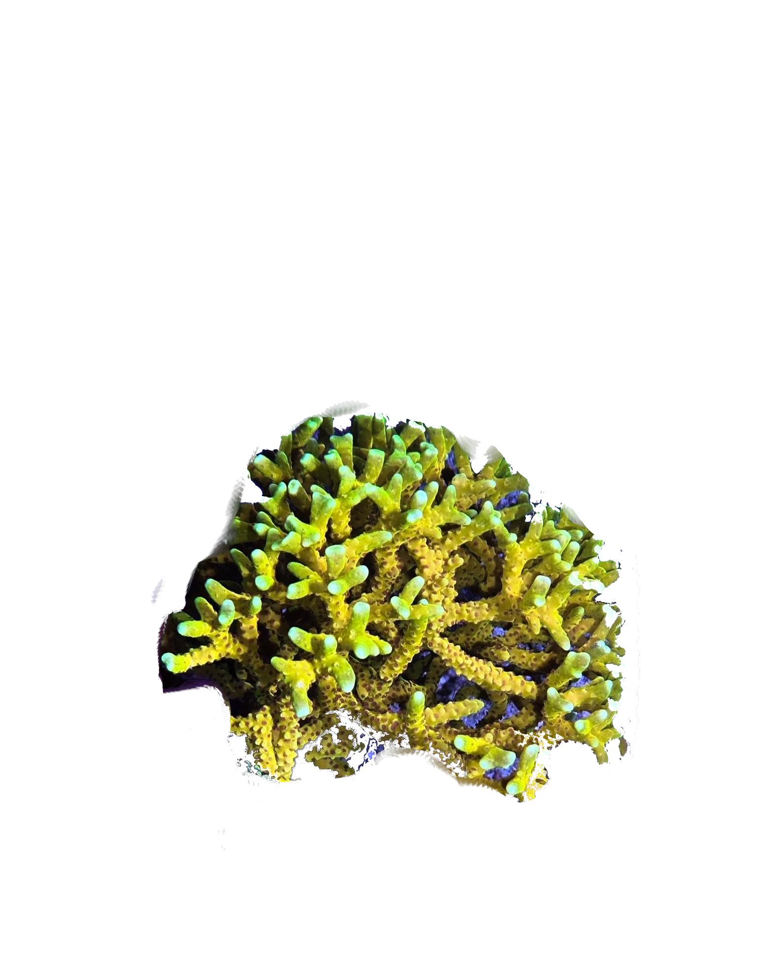 Ads 3