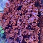 Dragon's Breath Macro