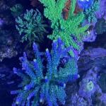 Poletti Yellow Tip (Frag)