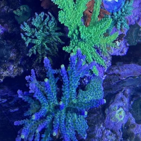 Poletti Yellow Tip (Frag)