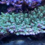 Rebel's Aussie Sarmentosa (Frag)