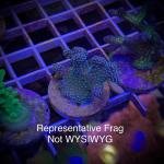 BC Rainbow Stylo (Frag)