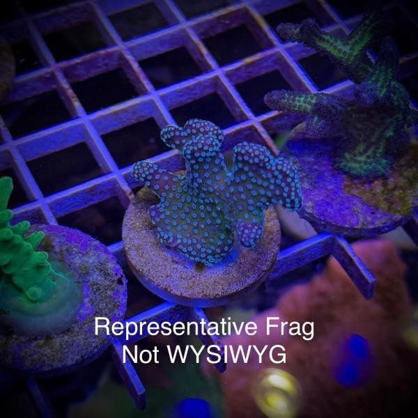 BC Rainbow Stylo (Frag)
