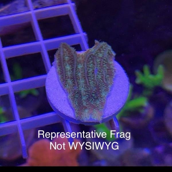 Pavona (Frag)