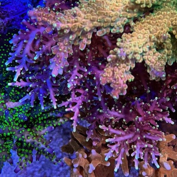 WWC Little Red Ferrari (Frag)