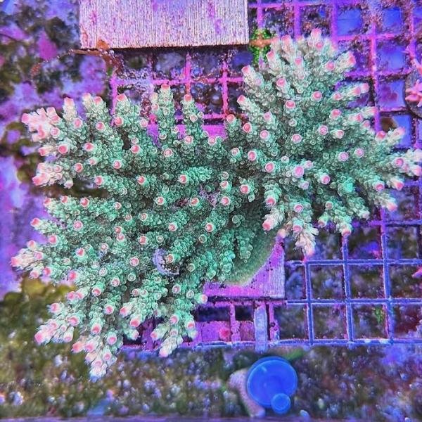 Rebel's Aussie Sarmentosa (Frag)