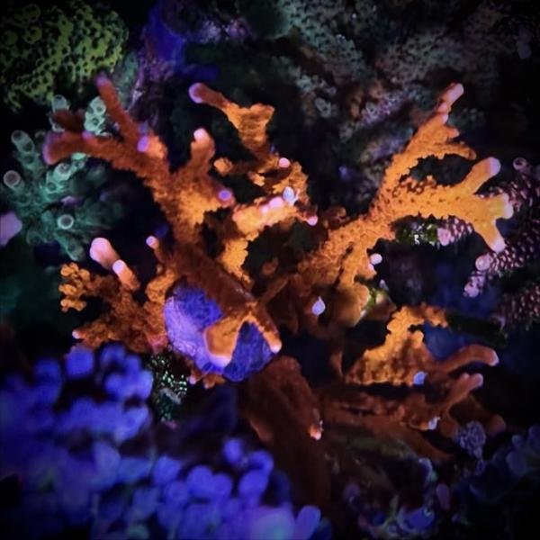 ACI Manila Spy (Frag)