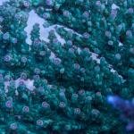 Rebel's Pink Tip Sarmentosa (Frag)