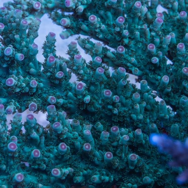 Rebel's Pink Tip Sarmentosa (Frag)