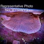 Purple Monti Cap (Frag)