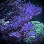 Purple Table Acro (Frag)