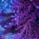 Red Dragon Acro (Frag)