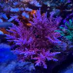 Red Dragon Acro (Frag)