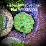 Reptar Cyphastrea (Frag)