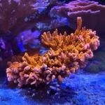 Montipora Setosa (Frag)