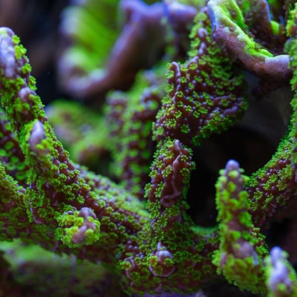 Tubb's M. Stellata (Frag)