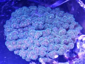 5" Green Pollicipora colony