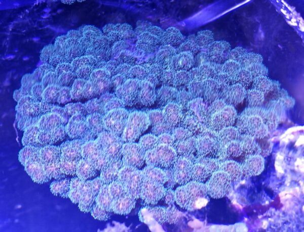 5" Green Pollicipora colony