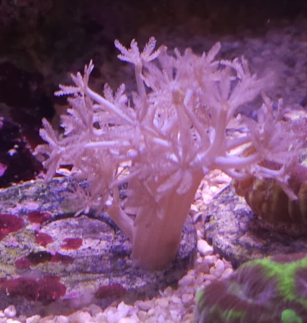 Pulsing xenia