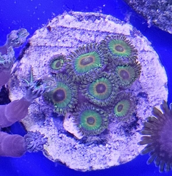 Rasta Zoas