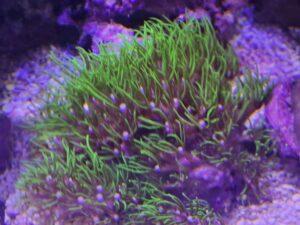 Green star polyps