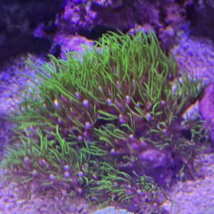 Star Polyps, Glove Polyps, & Xenids