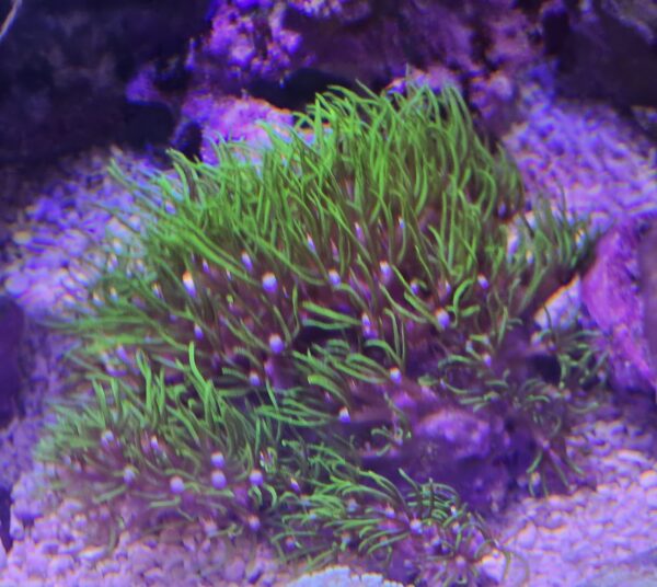 Green star polyps