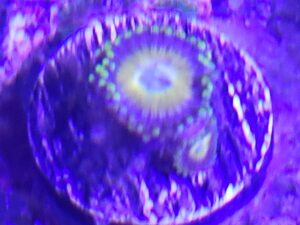 Mystery Zoas