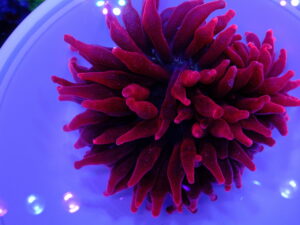 Black Widow Anemone