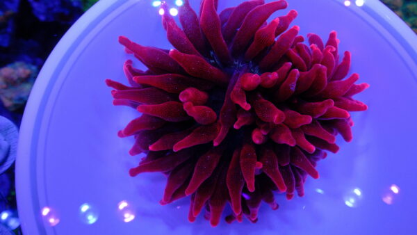 Black Widow Anemone