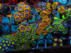 Zoas