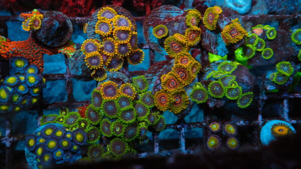 Zoas