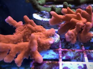 Orange Montipora Setosa (Frag)