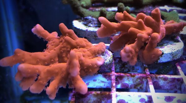 Orange Montipora Setosa (Frag)