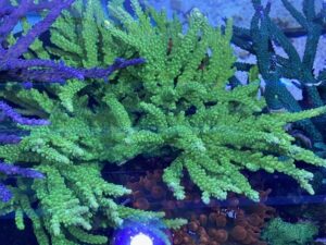 Neon Green Acro (Frag)