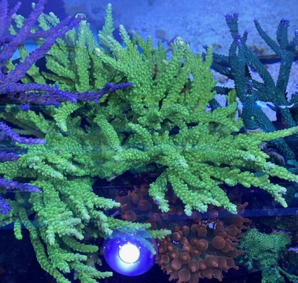 Neon Green Acro (Frag)