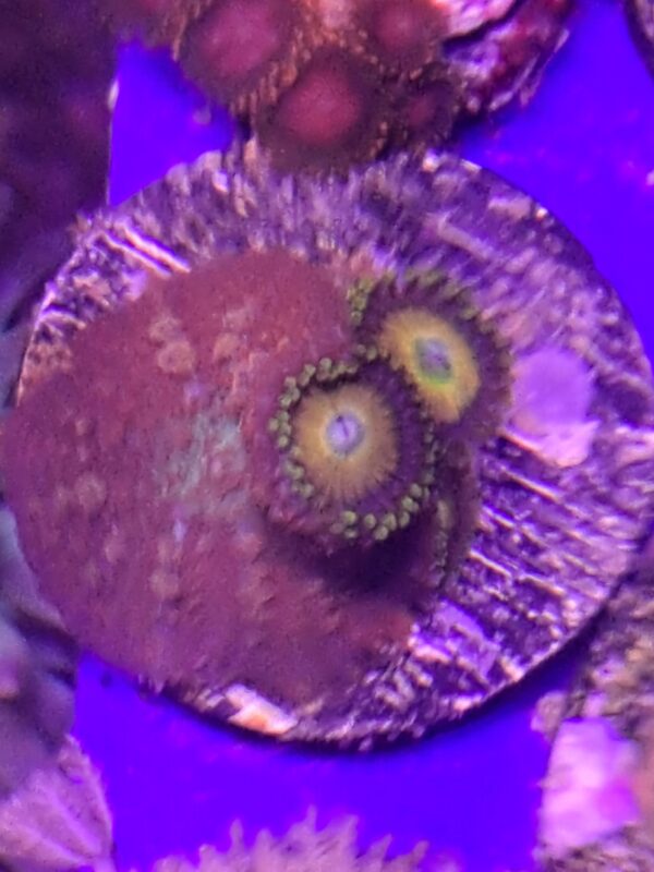 Mushroom and Zoa combo frag