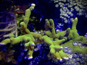 Green Montipora Digitata (Frag)